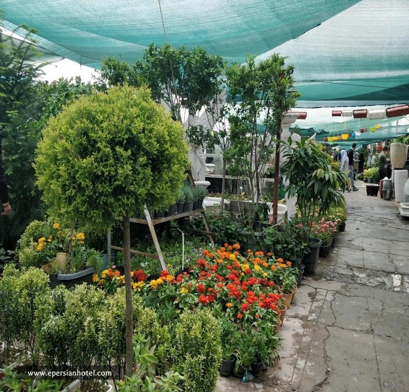 بازار گل مشهد | بهشت عاشقان گل و گیاه،ارزان ترین بازار گل شرق ایران